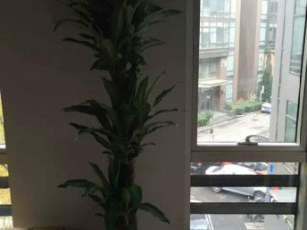 匯通花卉租擺服務(wù)公司 天津花鳥魚蟲市場(chǎng)中的專業(yè)花卉養(yǎng)護(hù)