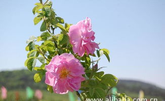 花中皇后 大馬士革玫瑰精油的全面指南——價(jià)格、廠家、圖片與苗木種植