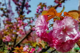 指尖綠洲 手機應用如何賦能現代花卉苗木種植