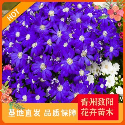 綠意盎然，生機無限 探索苗木種植的奧秘與價值