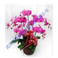 武漢綠植花卉租擺 木本植物產品與苗木種植的完美結合